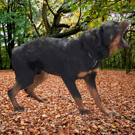 Collier anti aboiement pour Chien : La Solution Intelligente
