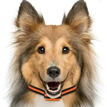 Collier anti aboiement chien : la solution efficace pour un dressage réussi