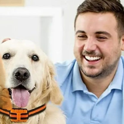 Collier anti aboiement chien : la solution efficace pour un dressage réussi