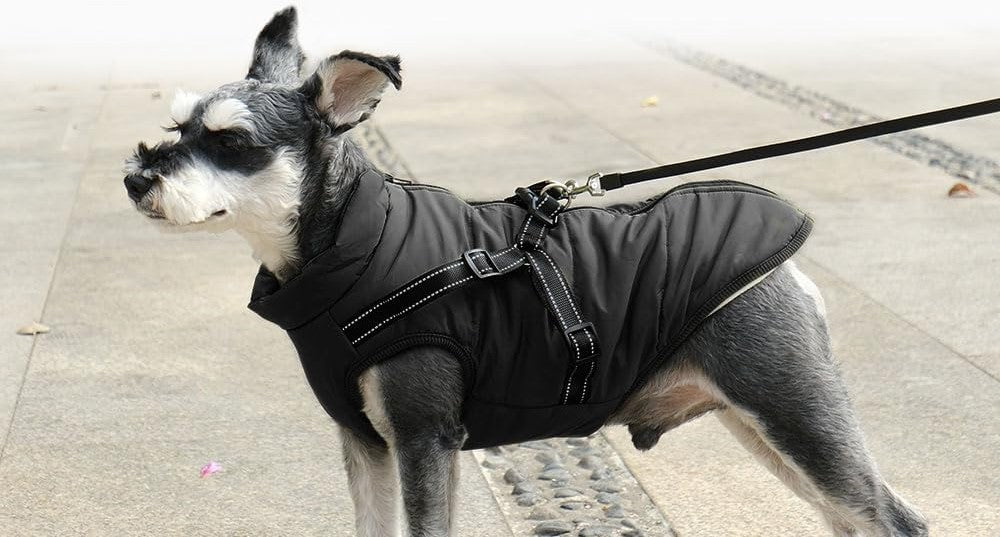 Manteau Chien: Design, confort, sécurité; Harnais intégré pour son Bien - être -www.JappyToutou.com