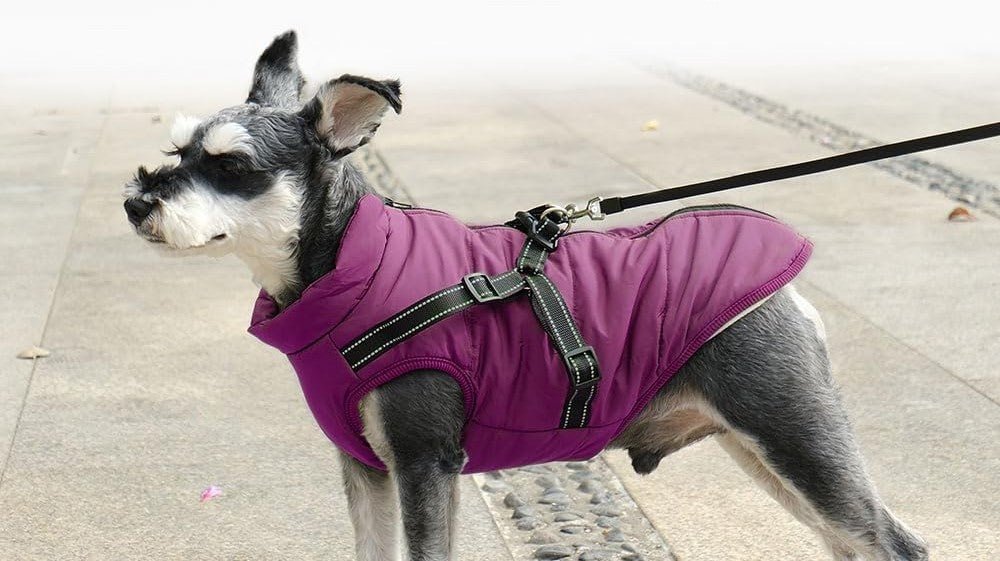 Manteau Chien: Design, confort, sécurité; Harnais intégré pour son Bien - être -www.JappyToutou.com