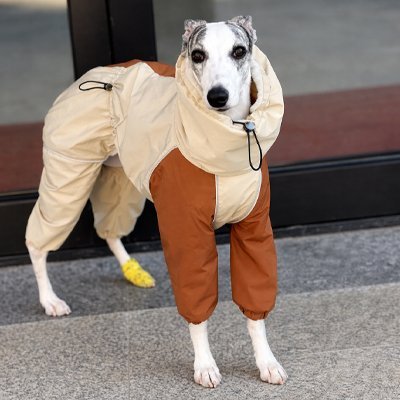 Manteau pour chien | All - Weather Protect2™ - Jappy Toutou