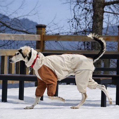 Manteau pour chien | All - Weather Protect2™ - Jappy Toutou