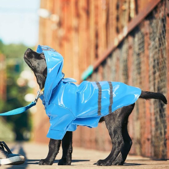 Manteau pour Chien | Imperméable RainChic™ - Jappy Toutou