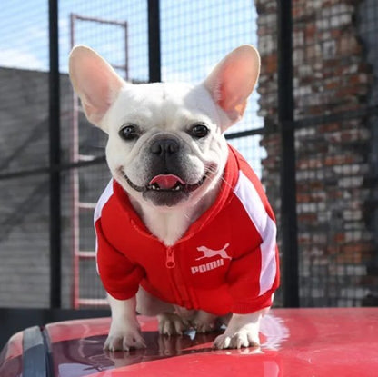 Pull chien | JappySportStyle™ Confort - Jappy Toutou