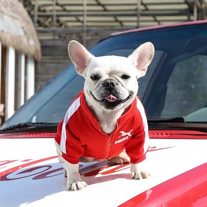 Pull chien | JappySportStyle™ Confort - Jappy Toutou