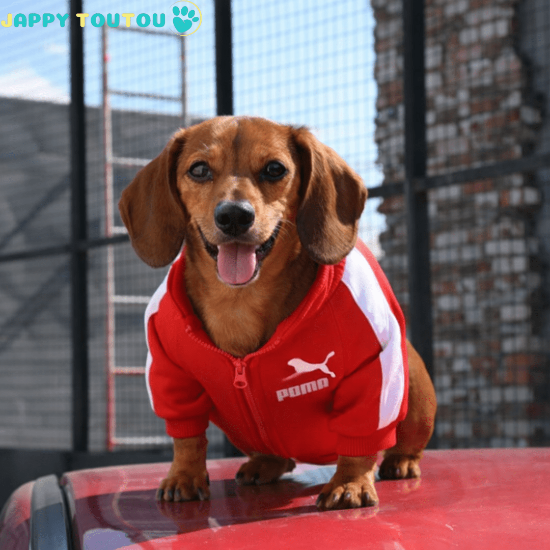 Pull chien | JappySportStyle™ Confort - Jappy Toutou