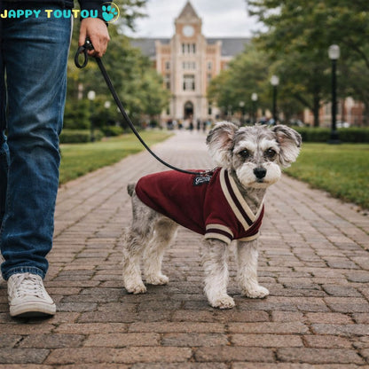 Pull pour Chien | Élégance JappyLook™ - Jappy Toutou