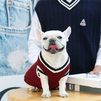 Pull pour Chien | Élégance JappyLook™ - Jappy Toutou