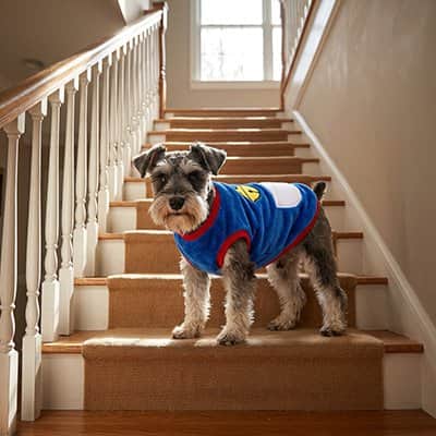 Pull pour Chien | JappyBlueCocoon™ , Douillet et Stylé - Jappy Toutou