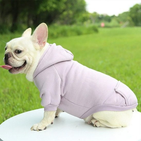 Pull pour chien | JappyMood - 2™ - Jappy Toutou