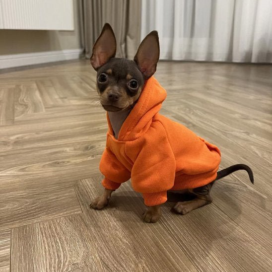 Pull pour chien | JappyMood™ - Jappy Toutou