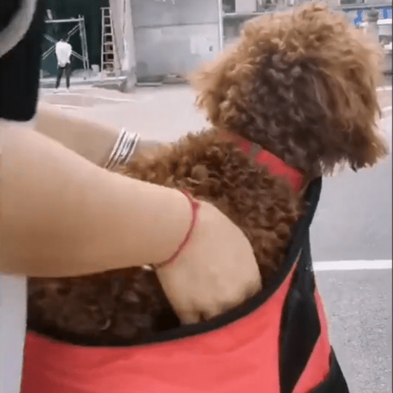 Sac de transport chien | Porté Canin™ : Confort et élégance - Jappy Toutou