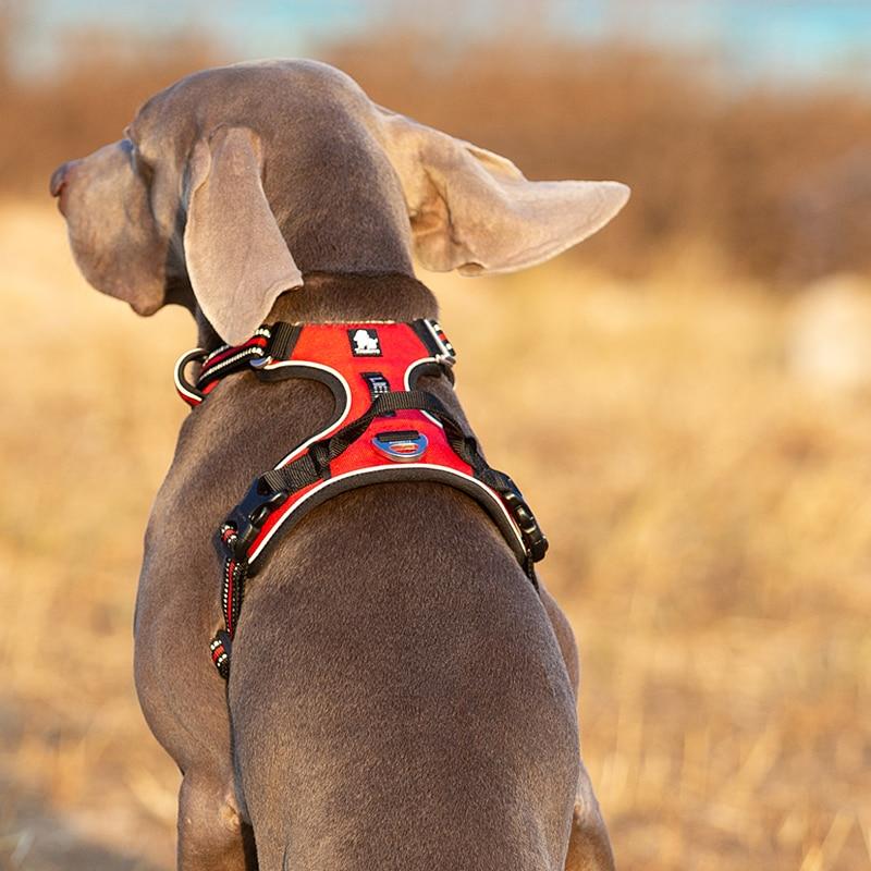 SafetyHarness™ - Harnais pour animal de compagnie -www.JappyToutou.com