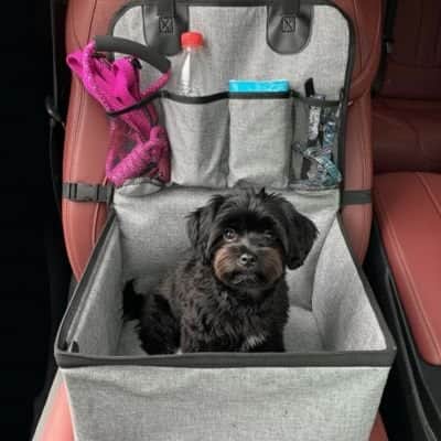 SIEGE auto pour chien | JappyCoPilote™ - Jappy Toutou