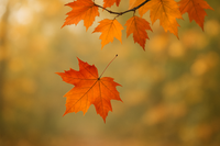 Une feuille en automne tombe d'un arbre