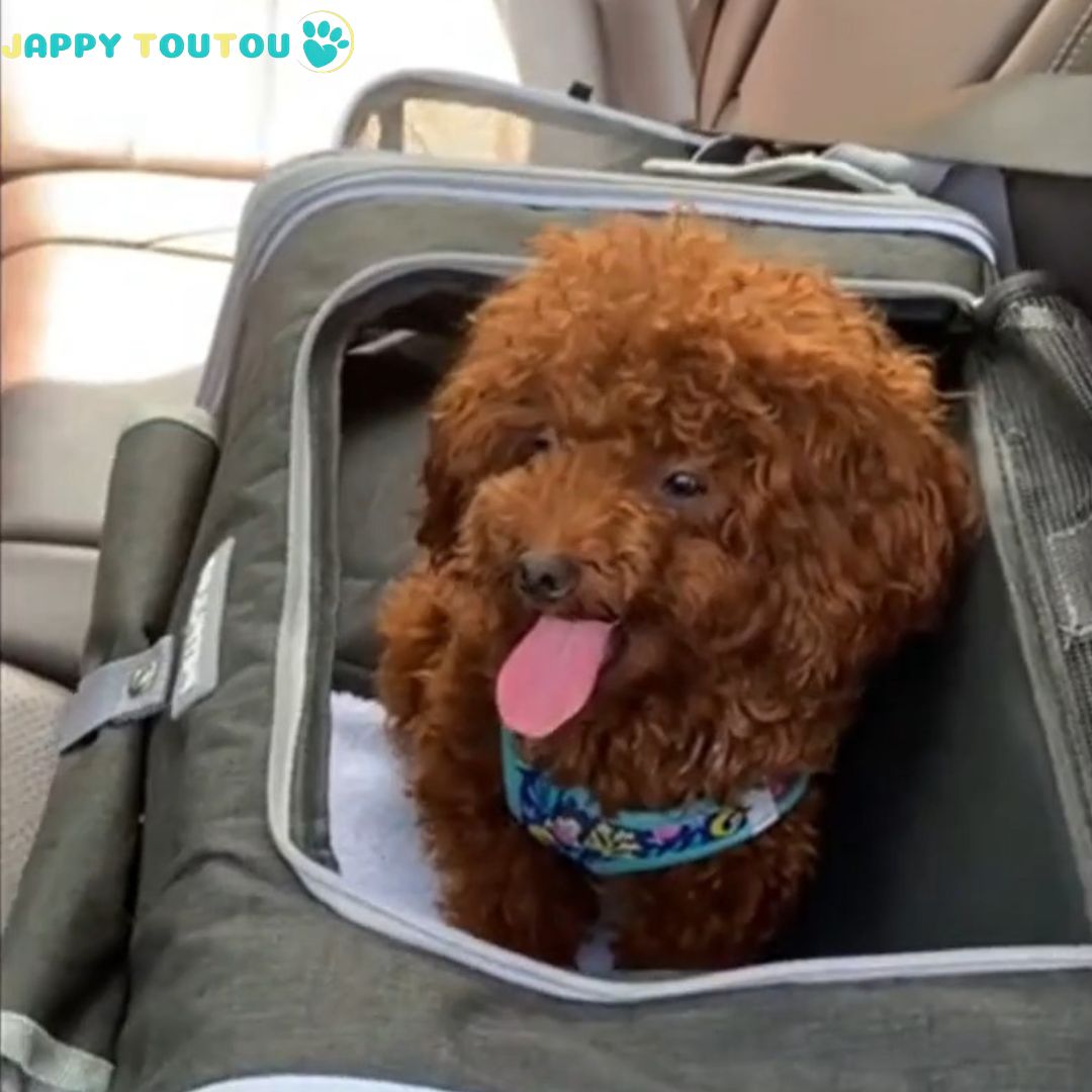 Vélo Panier chien | Jappy3Way™ multifonction - Jappy Toutou