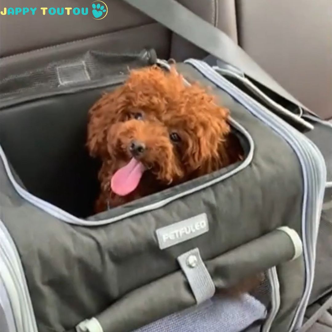 Vélo Panier chien | Jappy3Way™ multifonction - Jappy Toutou