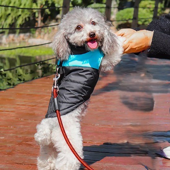 Vêtement chien | Douillette Saisonnière - Jappy Toutou