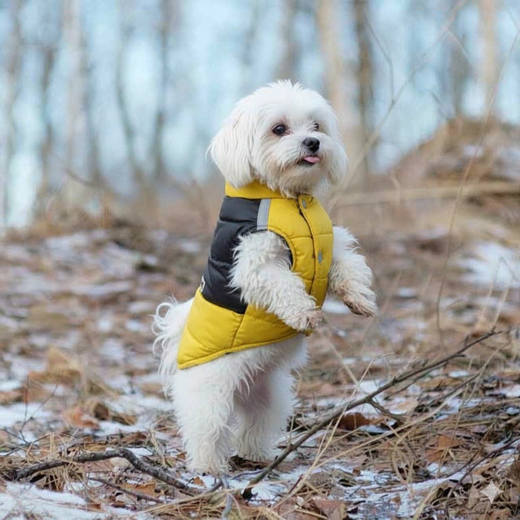 Vêtement chien | Douillette Toutes Saisons - Jappy Toutou